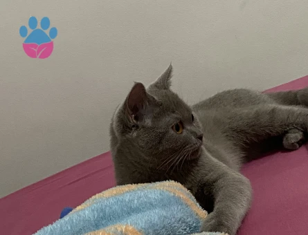 British Shorthair Bebeğime Dişi Eş Arıyorum