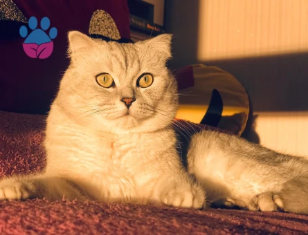 British Shorthair Hünkar Eş Arıyor