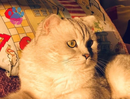 British Shorthair Hünkar Eş Arıyor