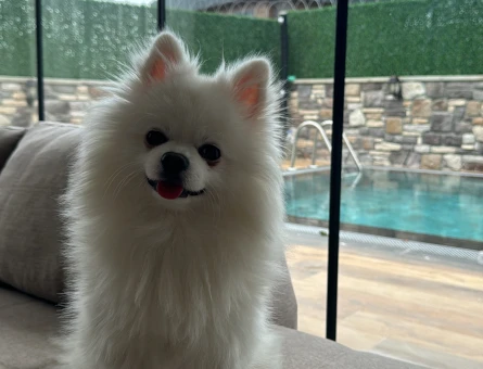 Pomeranian Boo 1,5 Yaşında Eş Arıyor - 118969801