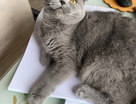 Scottish Fold Kedime Eş Arıyorum - 118969806