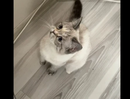 British Shorthair 1 Yaşında Eş Arıyor - 118969807