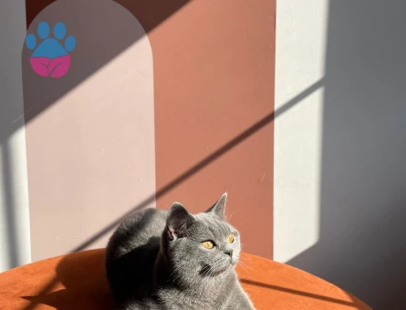 Güzel kızımıza eş arıyoruz