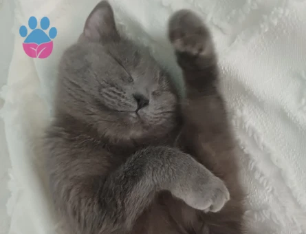 British ve russian blue kırması kızıma erkek eş arıyorum  Acil