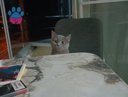 British ve russian blue kırması kızıma erkek eş arıyorum  Acil