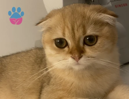 Prenses eşini arıyor