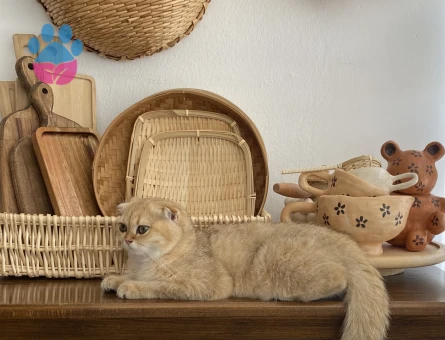 Prenses eşini arıyor