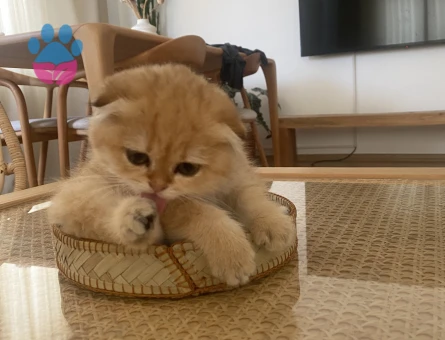 Prenses eşini arıyor