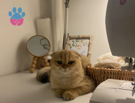 Prenses eşini arıyor