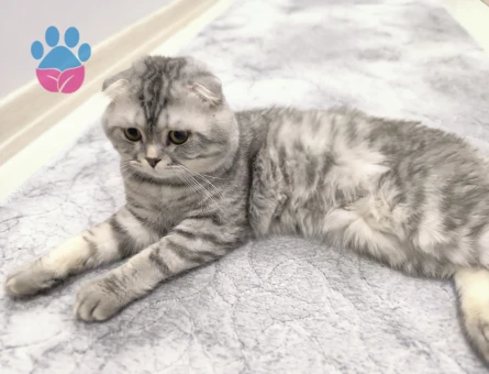 Scottish fold silver oğlum a dışı eş arıyorum