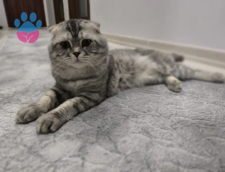 Scottish fold silver oğlum a dışı eş arıyorum