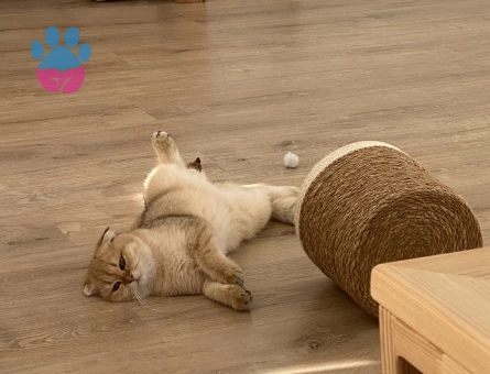 Prenses eşini arıyor