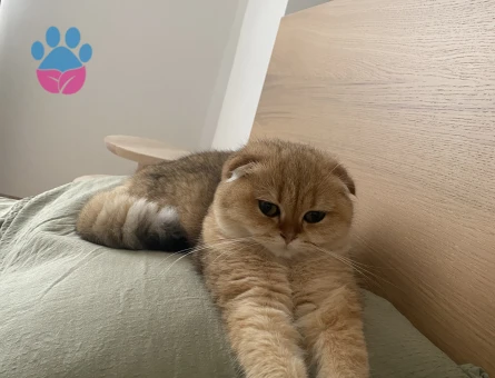 Prenses eşini arıyor