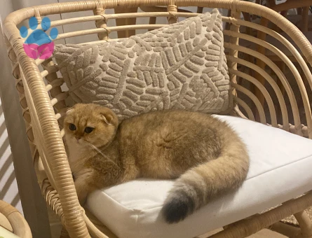 Prenses eşini arıyor