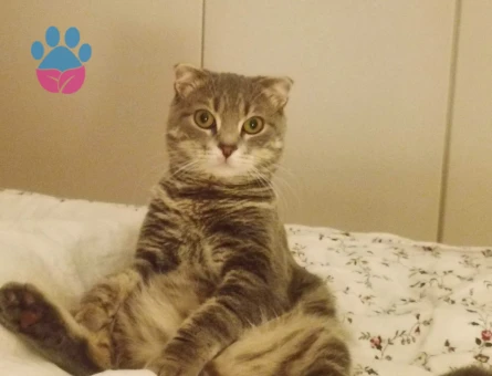 Erkek Kedimiz için eş