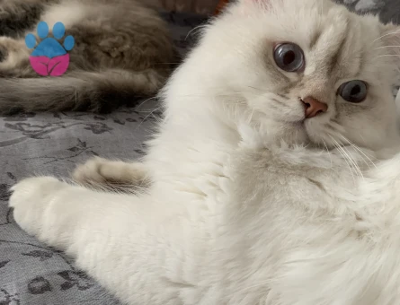 british longhair oğluma eş