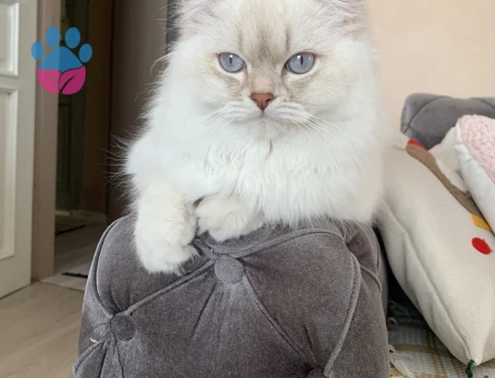 british longhair oğluma eş