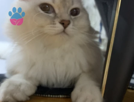 british longhair oğluma eş