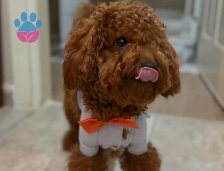 Toy Pooodle Eş Arıyorum - 118984256