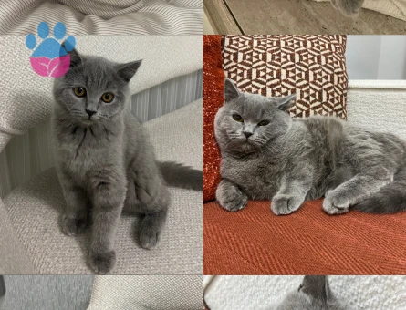 2 yaşındaki kedimize eş arıyoruz