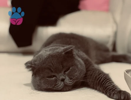 British shorthair 3 yaşında - 118984259