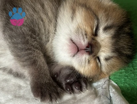 Scottish Fold Kızgınlınlıkta Acil Eş Aranıyor