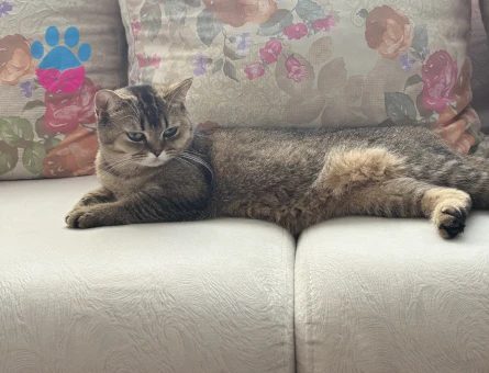 Scottish Fold Kızgınlınlıkta Acil Eş Aranıyor