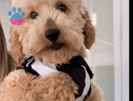 KÖPEĞİMİZE DİŞİ EŞ ARIYORUZ - 118984262