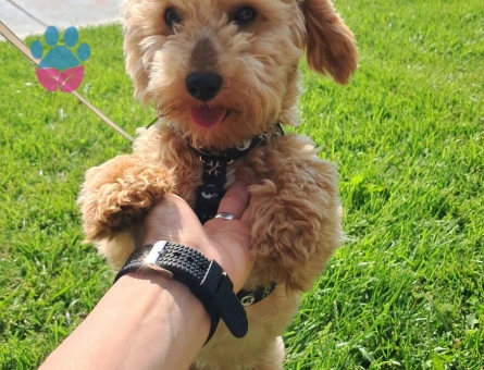 KÖPEĞİMİZE DİŞİ EŞ ARIYORUZ