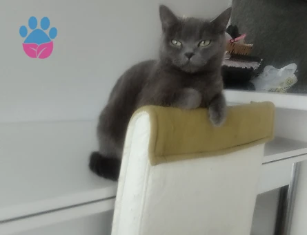British Shorthair 3 Yaşındaki Kedim Kızgınlıkta - 118984265