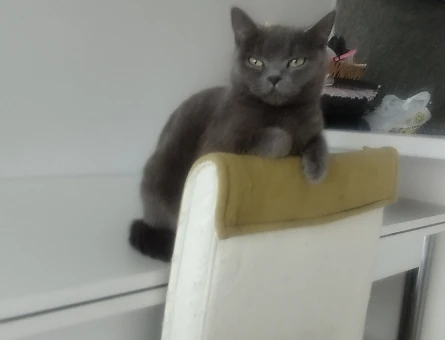 British Shorthair 3 Yaşındaki Kedim Kızgınlıkta - 118984265