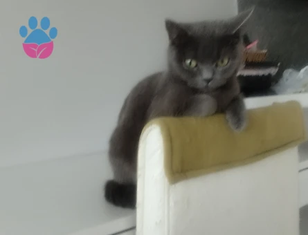 British Shorthair 3 Yaşındaki Kedim Kızgınlıkta
