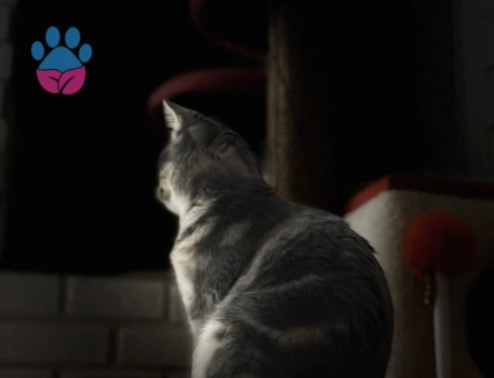 15 Aylık British Shorthair Kızım Kızgınlıkta
