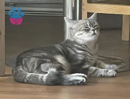 15 Aylık British Shorthair Kızım Kızgınlıkta