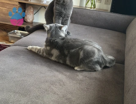 15 Aylık British Shorthair Kızım Kızgınlıkta