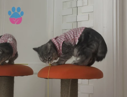 15 Aylık British Shorthair Kızım Kızgınlıkta
