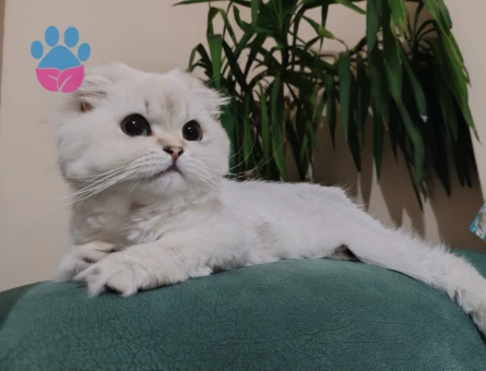 British Longhair kızıma eş arıyoruz - 118984269