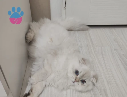 British Longhair kızıma eş arıyoruz