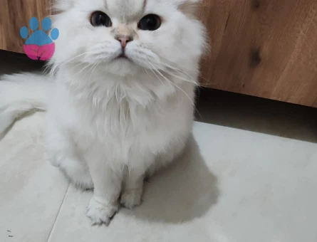British Longhair kızıma eş arıyoruz