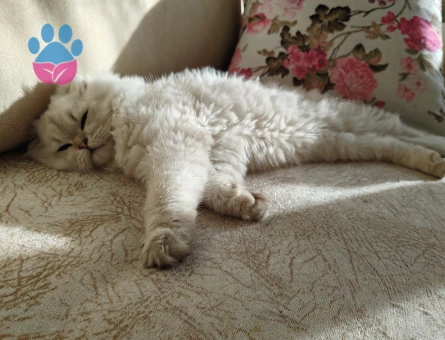 British Longhair kızıma eş arıyoruz