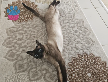 1.5 yaşında Erkek Siyam Kedime Eş Arıyorum