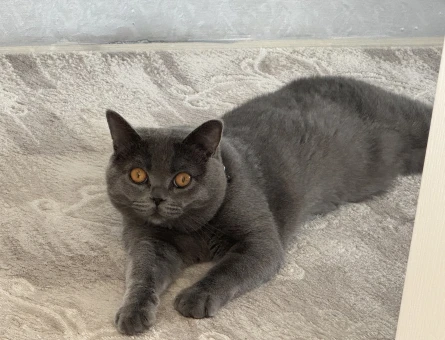 British shorthair - 118978614