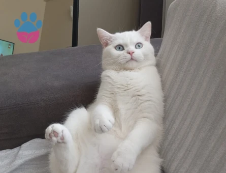 Erkek, kedimize dişi adayı arıyoruz 11 aylık kedimiz