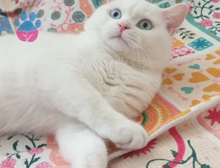 Erkek, kedimize dişi adayı arıyoruz 11 aylık kedimiz