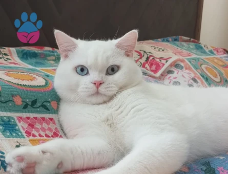 Erkek, kedimize dişi adayı arıyoruz 11 aylık kedimiz