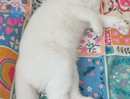 Erkek, kedimize dişi adayı arıyoruz 11 aylık kedimiz