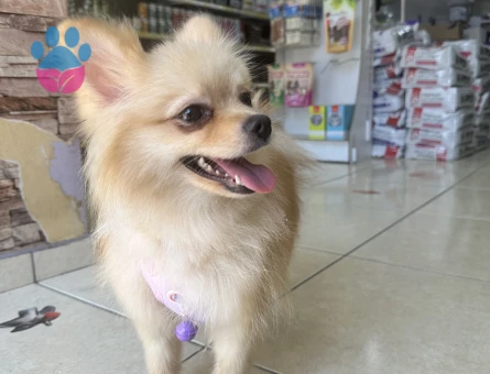 Güzel kızımıza erkek boo arıyoruz