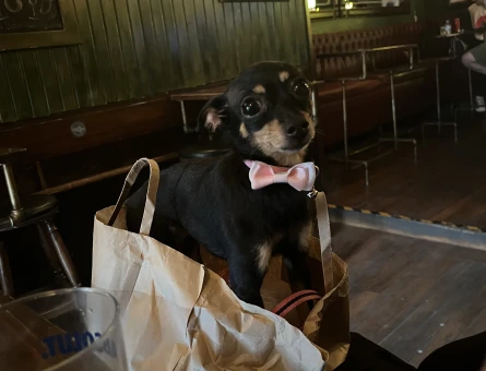 6 Yaşında Dişi Köpeğime Eş Arıyorum - 118978624
