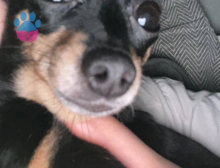 6 Yaşında Dişi Köpeğime Eş Arıyorum