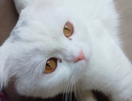 Scottish fold beyaz - 118978625